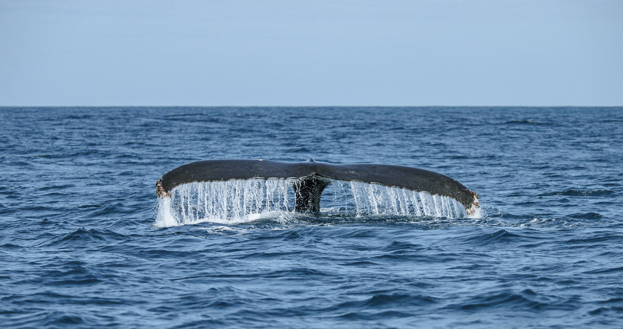 WhaleID — banner