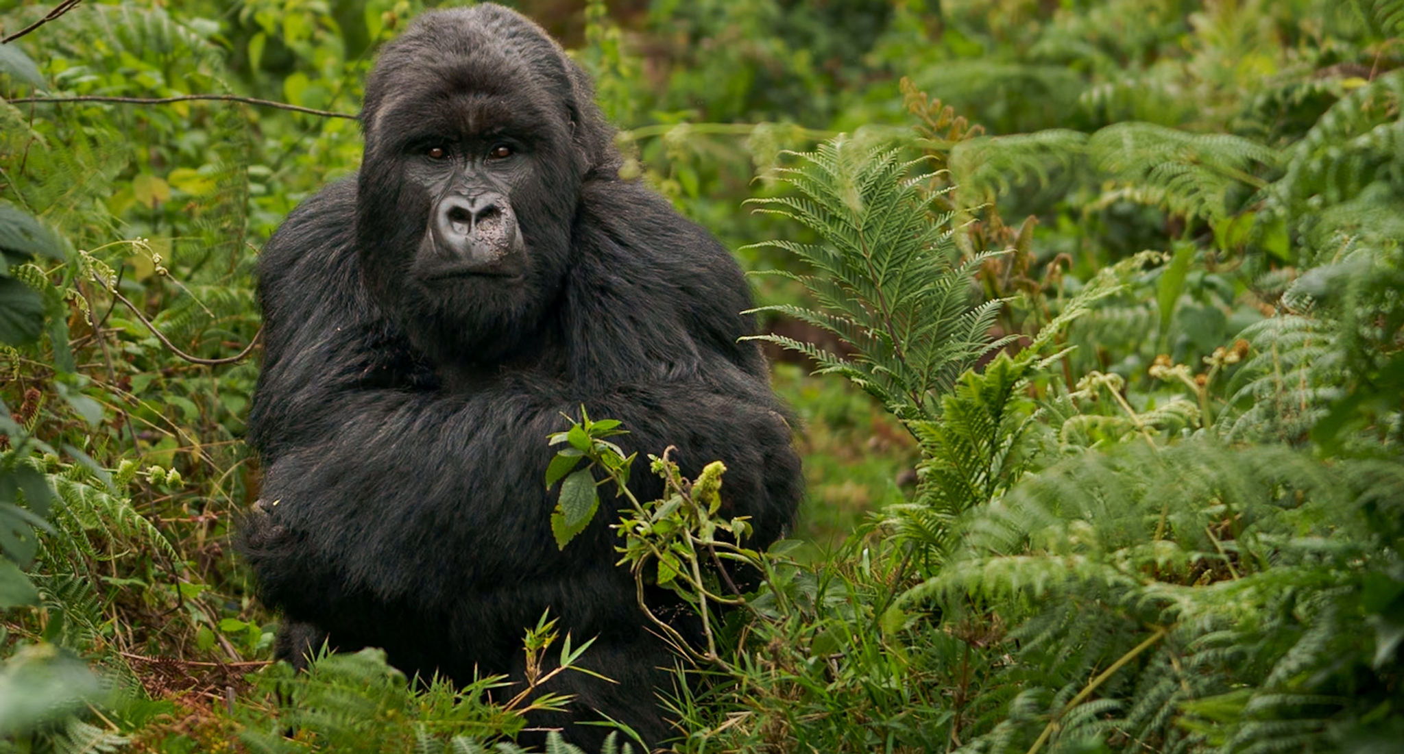 Rwanda — banner