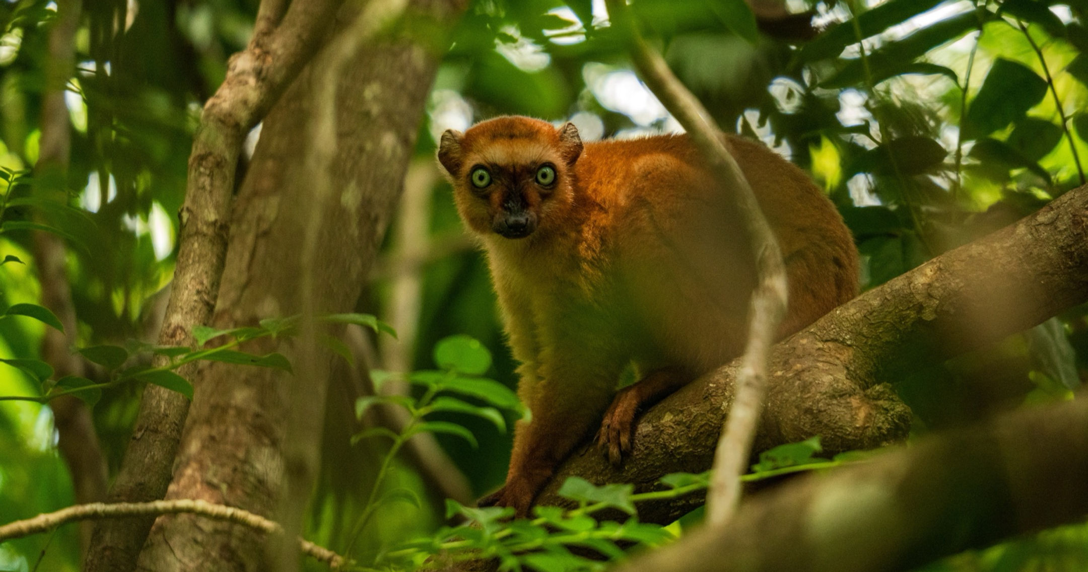 Madagascar — banner