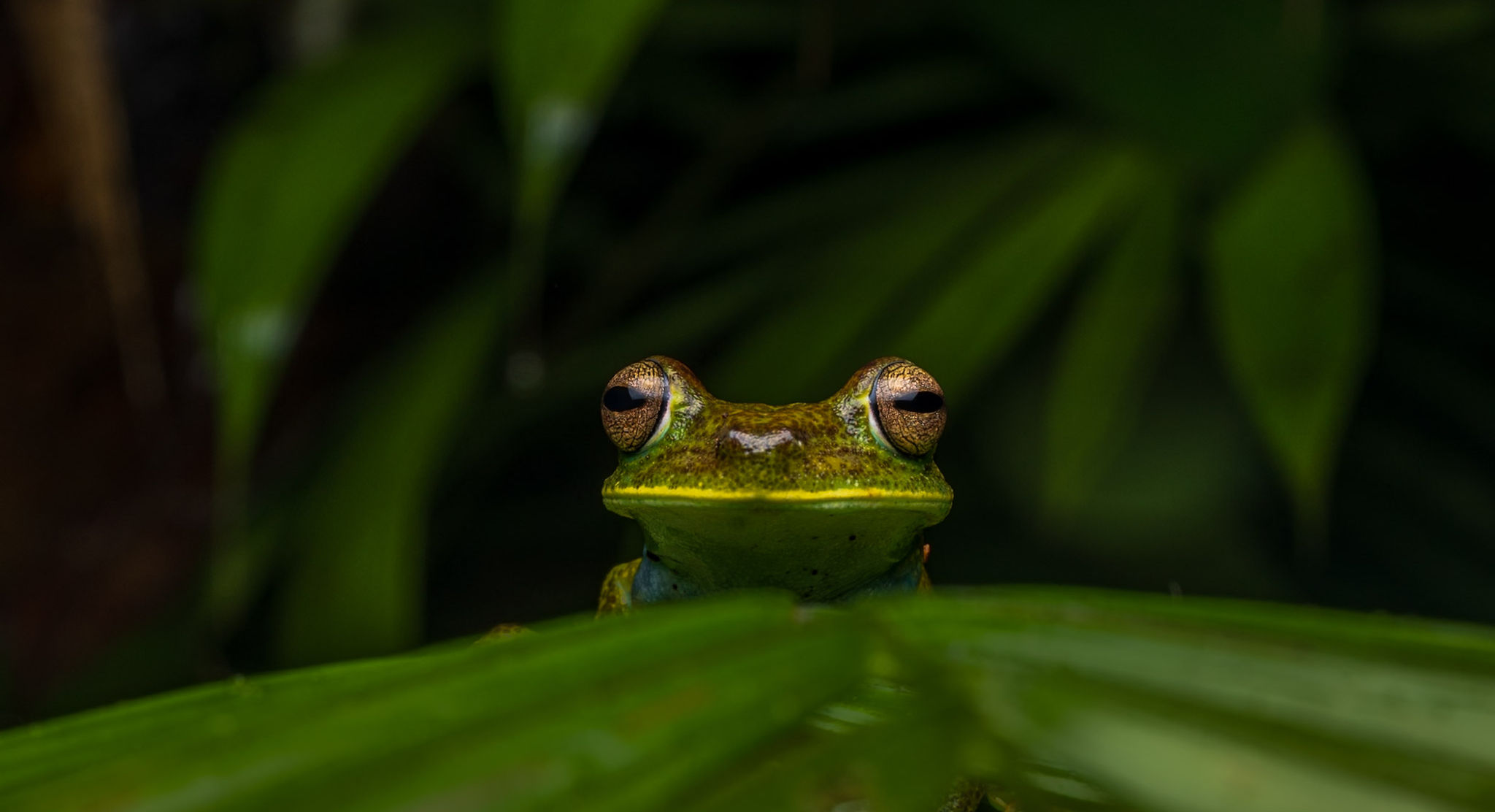 The Chocó — banner